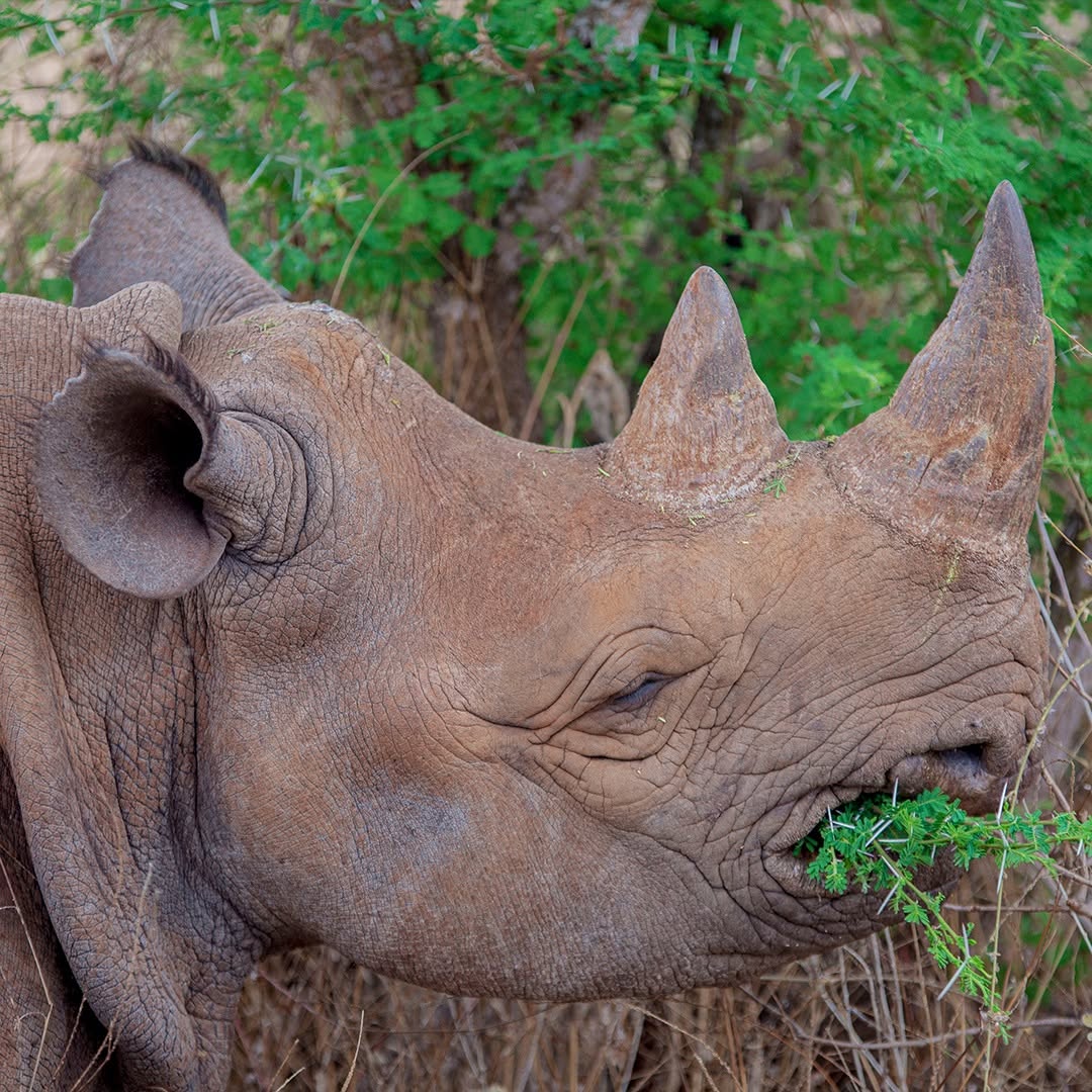 Mkomazi Black Rhino